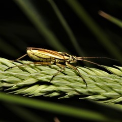 Leptopterna dolabrata