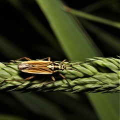 Leptopterna dolabrata