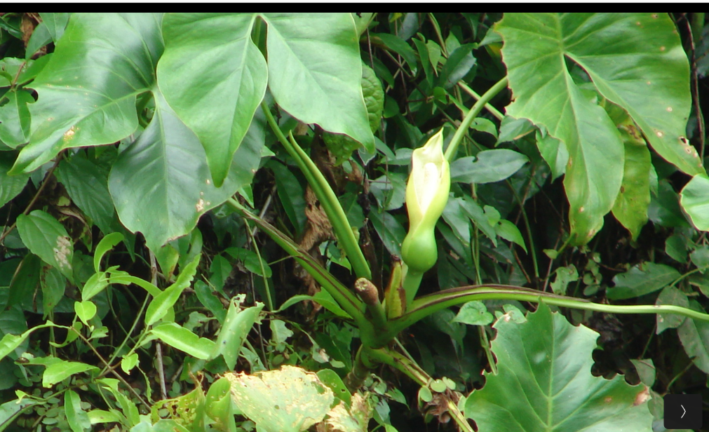 Image of Montrichardia arborescens by no rights reserved