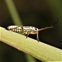 Leptopterna dolabrata