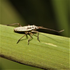 Leptopterna dolabrata