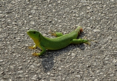 Lacerta trilineata