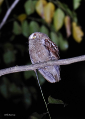 Otus pembaensis