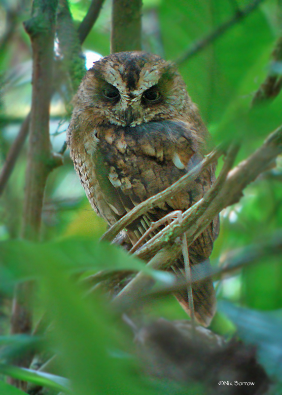 Sao Tome Scops-Owl