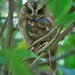 São Tomé Scops-Owl - Photo (c) Nik Borrow, some rights reserved (CC BY-NC)