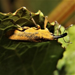 Lixus concavus