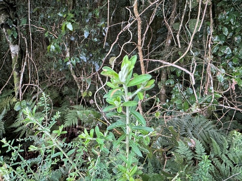 Ozothamnus rufescens observed 2024-09-11