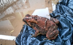 Duttaphrynus melanostictus