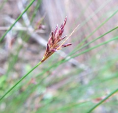 Ficinia fascicularis