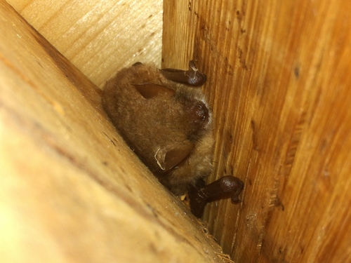 Netopier brvitý (Myotis emarginatus)
