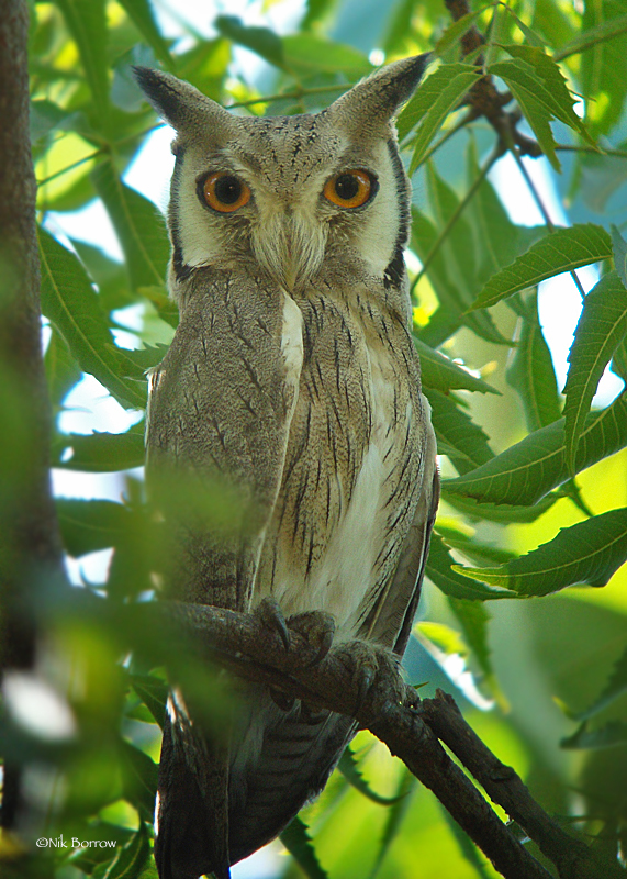 White-faced Owls