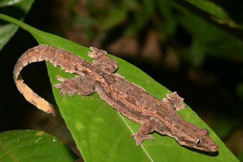 Frilled Gecko, Hemidactylus craspedotus