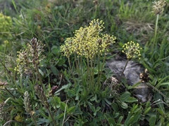 Plantago alpina