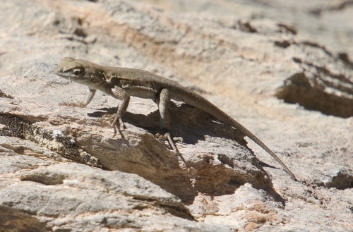 iNaturalist observation photo of Common Side-blotched Lizard