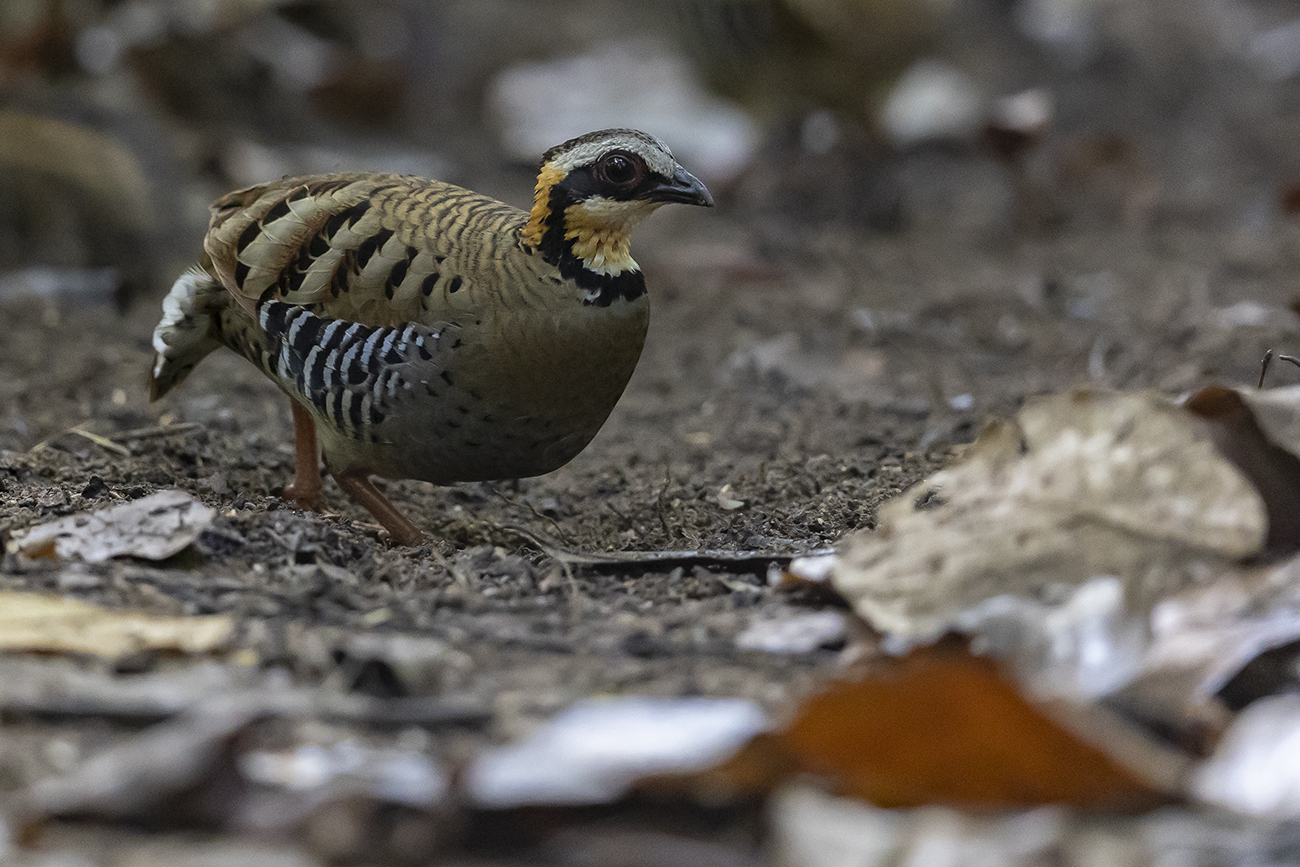 Orange-necked Partridge illustration