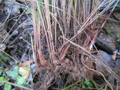 Ficinia fascicularis