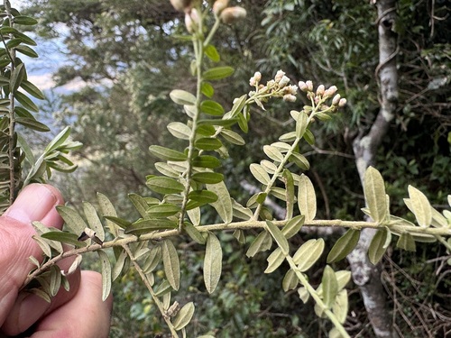 Ozothamnus rufescens observed 2024-09-11