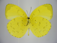 Eurema senegalensis