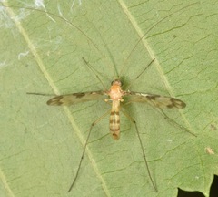 Macrocera