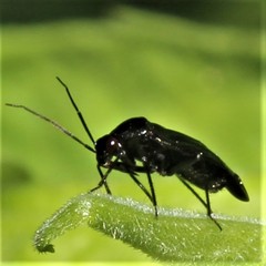 Slaterocoris