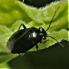 Slaterocoris