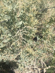 Atriplex torreyi
