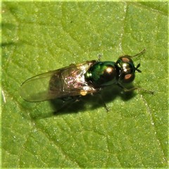 Microchrysa polita