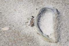 Habroscelimorpha dorsalis