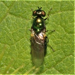 Microchrysa polita