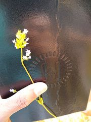 Plectritis macrocera