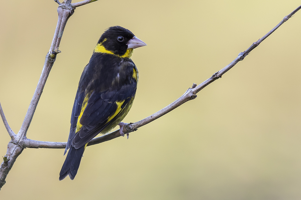 Vietnamese Greenfinch photo