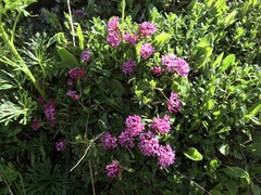 Daphne striata