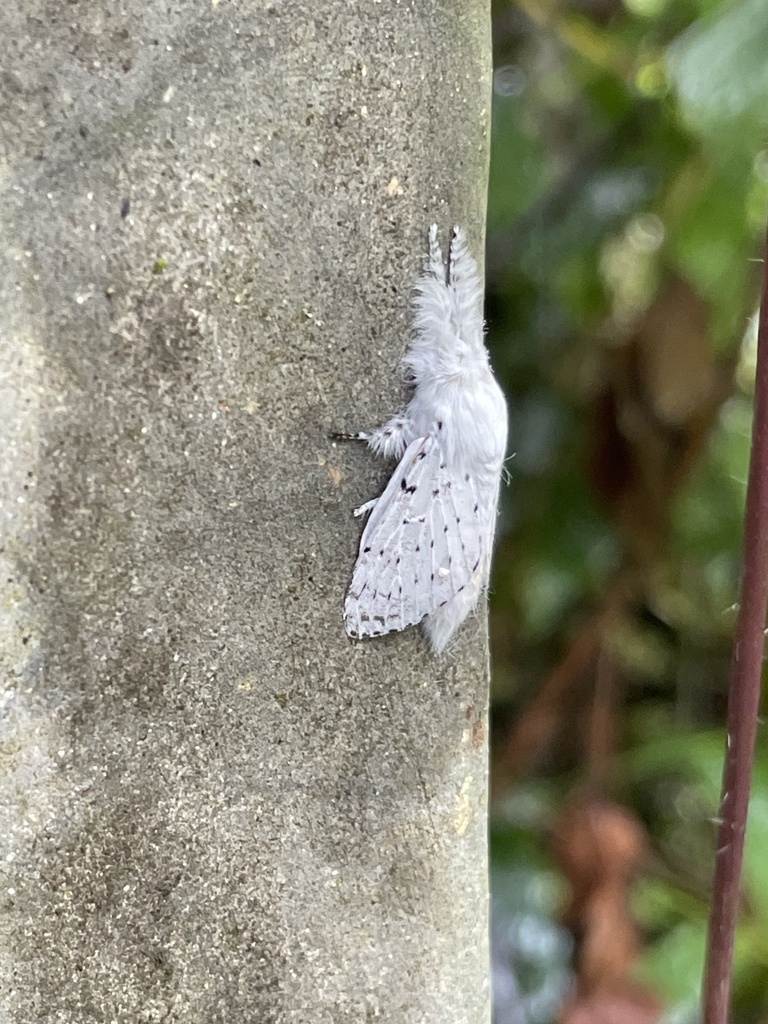 Dot-lined White