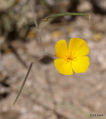 Eschscholzia androuxii