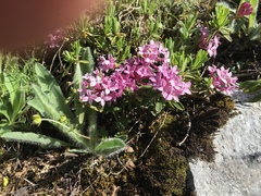 Daphne striata