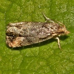 Paralobesia