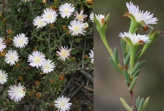 Lampranthus caudatus