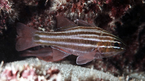 Cook's cardinalfish (Ostorhinchus cookii) — Apogonidae — 4