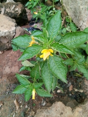 Ludwigia abyssinica