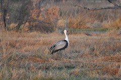 Bugeranus carunculatus