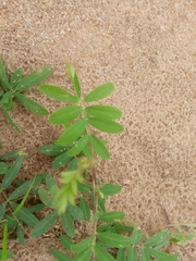 Tephrosia bracteolata