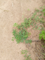 Tephrosia bracteolata