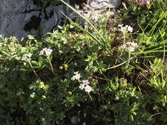 Androsace chamaejasme