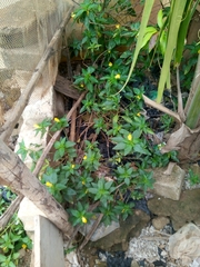 Ludwigia abyssinica