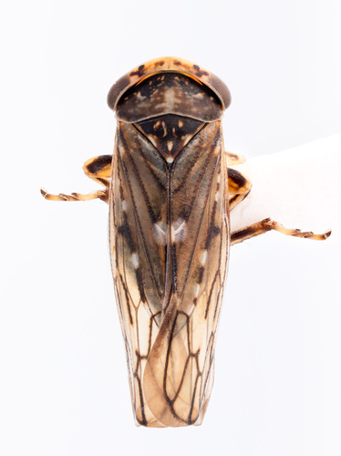 Metidiocerus crassipes
