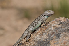 Sceloporus clarkii clarkii