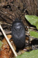 Aellopus atratus