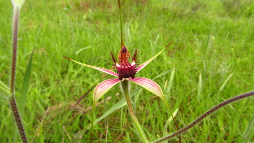 Image of Caladenia arenicola by (c) A.J. Anderson, some rights reserved (CC BY)