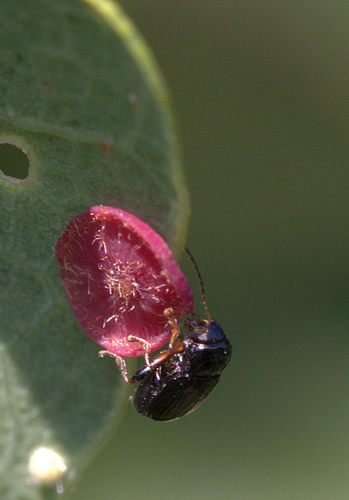 Cryptocephalus querceti
