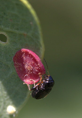 eikehettebladbille